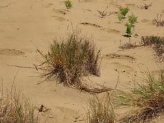 Poa macrantha