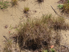 Poa macrantha