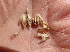 Poa macrantha