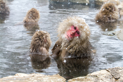 Japanese Macaque photo 2