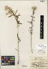 Heller's old-field balsam (Pseudognaphalium micradenium)