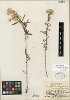 Pseudognaphalium micradenium