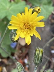Hieracium glaucinum similatum