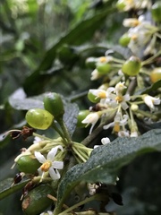 Lycianthes radiata