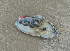 Modiolus americanus