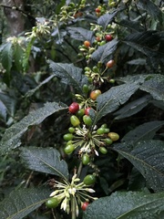 Lycianthes radiata