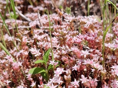 Sedum arenarium
