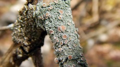 Lecanora wisconsinensis