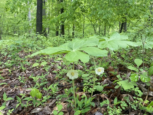 Podophyllum peltatum