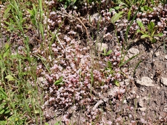 Sedum arenarium