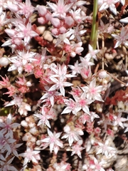 Sedum arenarium