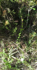 Crassula sarmentosa