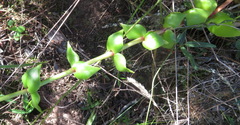 Crassula sarmentosa