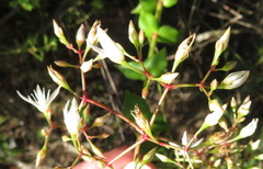 Crassula sarmentosa