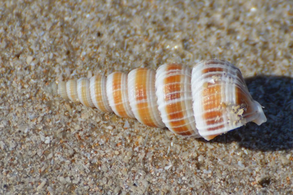 Amaea