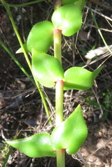 Crassula sarmentosa