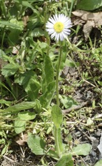 Erigeron pulchellus pulchellus