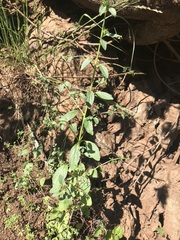 Sairocarpus vexillocalyculatus vexillocalyculatus
