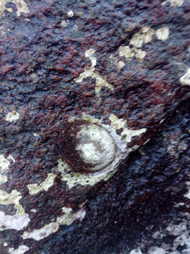 Lottia discors