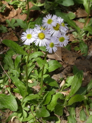 Erigeron pulchellus pulchellus