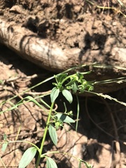 Sairocarpus vexillocalyculatus vexillocalyculatus