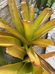 Aechmea blanchetiana