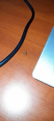 Diptera