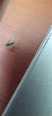 Diptera