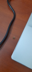Diptera
