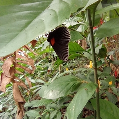 Hades noctula