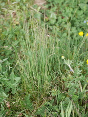 Festuca rupicola