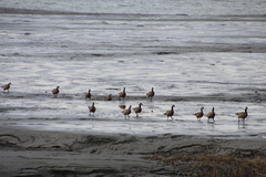 Branta hutchinsii