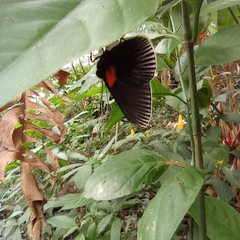 Hades noctula