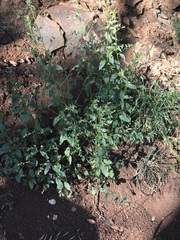 Sairocarpus vexillocalyculatus vexillocalyculatus