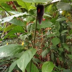 Hades noctula