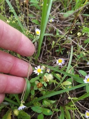 Astranthium ciliatum