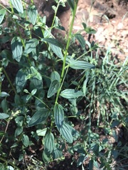 Sairocarpus vexillocalyculatus vexillocalyculatus