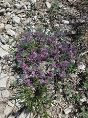 Astragalus tridactylicus