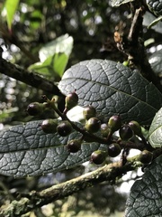 Citharexylum sulcatum