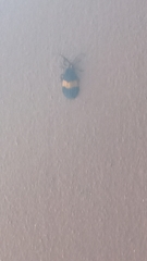 Calopteron reticulatum