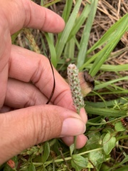 Plantago wrightiana
