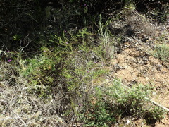 Jamesbrittenia tenuifolia
