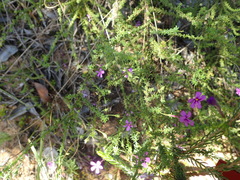 Jamesbrittenia tenuifolia