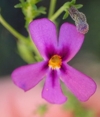 Jamesbrittenia tenuifolia