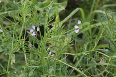 Vicia parviflora