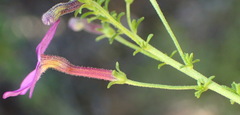 Jamesbrittenia tenuifolia