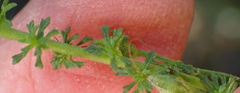 Jamesbrittenia tenuifolia