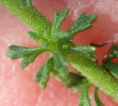 Jamesbrittenia tenuifolia