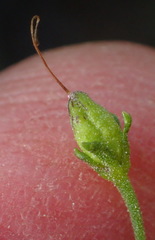 Jamesbrittenia tenuifolia