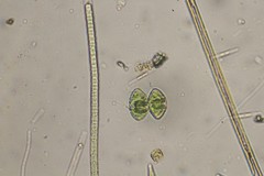 Staurastrum punctulatum